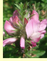  ,  ,  ,  (Ononis arvensis L.)